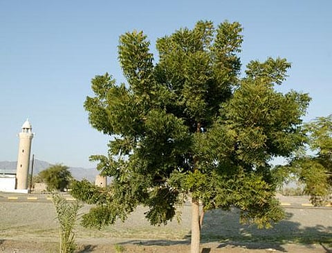 Megan Hirons/Gulf News