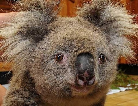 Australia's beloved, gum-tree munching koalas.
