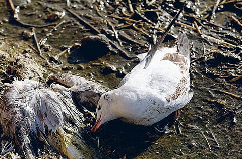 Hadrain Hernandez/Gulf News