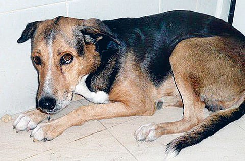 Sylvia Samuel/Gulf News Reader