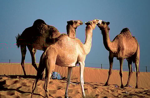 Jinoy Viswan/Gulf News Reader