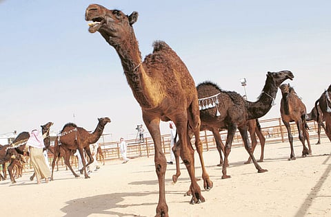 A number of camel owners, participating in an ongoing Saudi festival, have decided to cancel traditional celebrations as a precaution against the spread of the coronavirus and support related state efforts.
