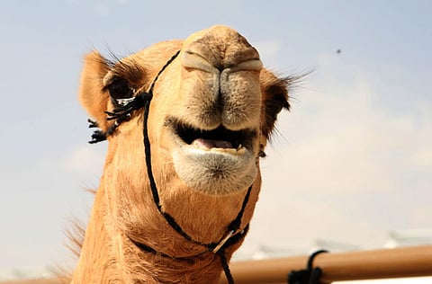 Organisers of the ongoing festival have decided to raise the fine against stretching camel lips to SR100,000 instead of SR50,000 due to the excessive number of this violations uncovered in recent days.