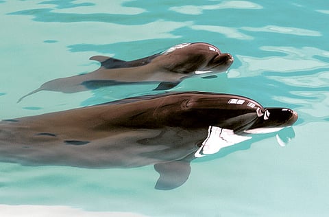 Virendra Saklani/XPRESS