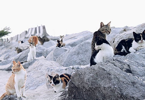 Noel Yap Labrador/Gulf News reader