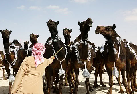 Megan Hirons Mahon/Gulf News