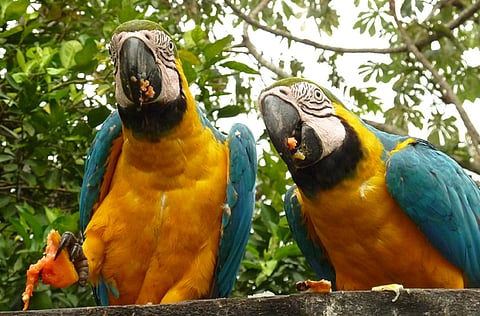 Robin Esrock, Special to Explore