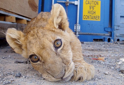 Ahmed Ramzan/Gulf News