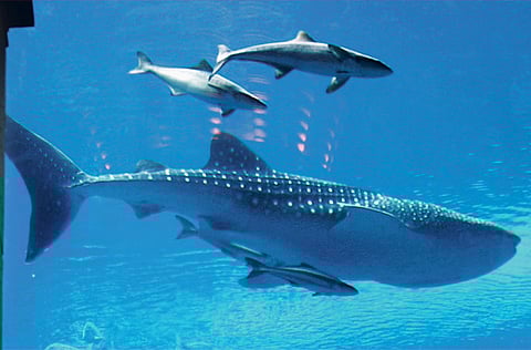 Xpress / Pankaj Sharma