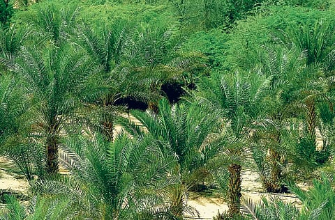 Saudi Arabia is planting 10 million trees by the end of April 2021 to help reduce desertification in the kingdom and help develop natural habitats. Photo for illustrative purposes.