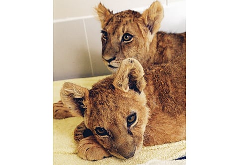 Ahmed Ramzan/Gulf News