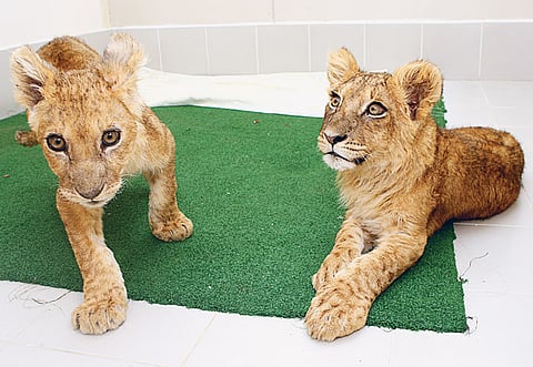 Ahmed Ramzan/Gulf News