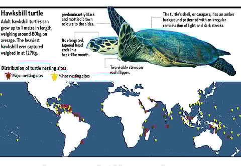 Illustration: Emmanuelle Landais, Guillermo Munro/Gulf News