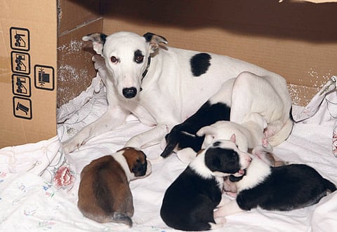 Atiq-Ur-Rehman/Gulf News