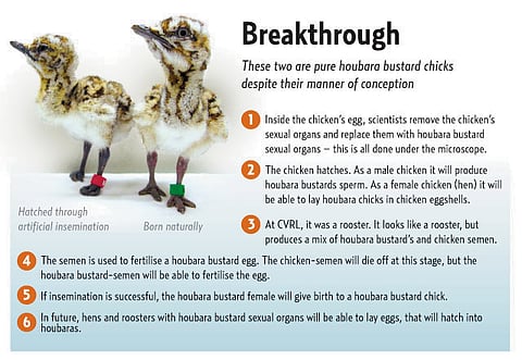 Source: Central Veterinary Research Laboratory (CVRL) in Dubai; D.Trazo/©Gulf News