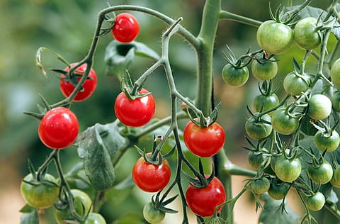 Xpress, Pankaj Sharma