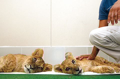 AHMED RAMZAN/Gulf News