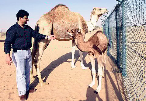 Ahmed Ramzan/Gulf News