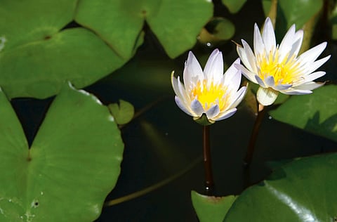 Megan Hirons Mahon, Gulf News