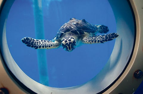 OLIVER CLARKE/Gulf News