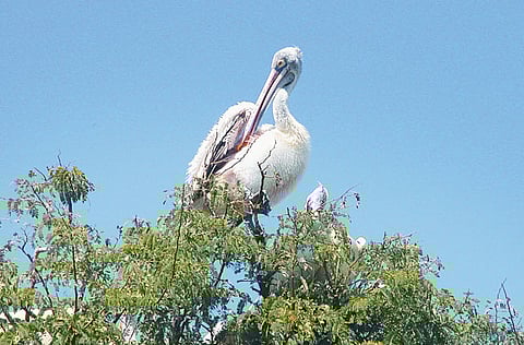 Spot billed pelican, an endangered bird species in India. Photo for illustrative purpose.