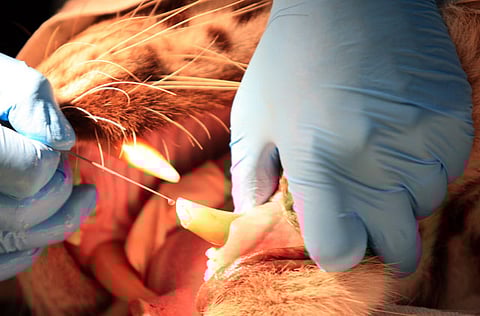 RAVINDRANATH/Gulf News