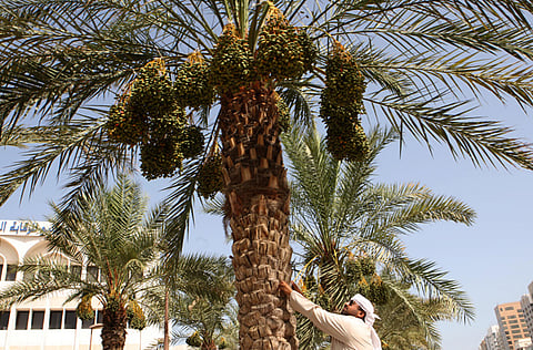 Archive image of date palm trees in Abu Dhabi