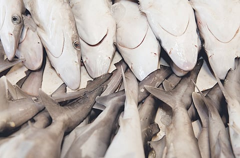 Oliver Clarke/Gulf News