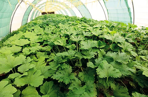 Christopher List/ANM