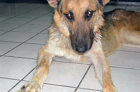 Montserrat Martin/Gulf News Reader