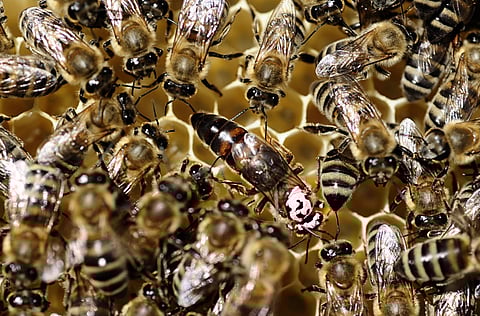 File photo: Previous studies have shown that primates, birds, babies and even spiders can add and subtract and now bees can join that highly achieving group.