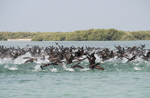 UAE has announced to ban the import of birds, poultry and by-products from four countries due to bird flu. Photo for illustrative purpose only.