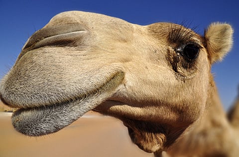 Faisal Omar Al Jabri/Gulf News Reader