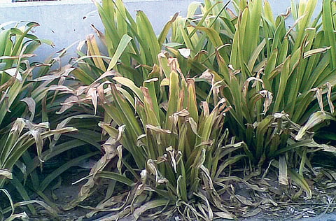 Fatima Suhail/Gulf News Reader