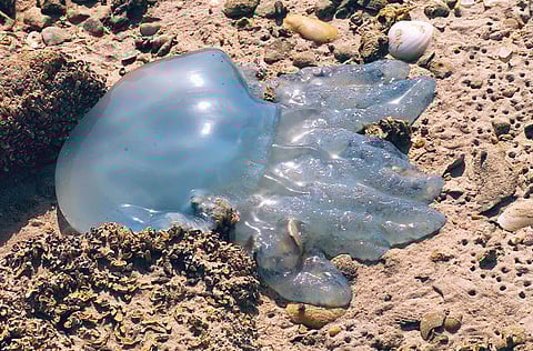 Pooja Mohan, Gulf News Reader