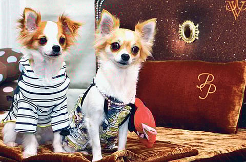 Ahmed Ramzan, Gulf News