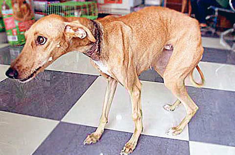 Montserrat Martin/Gulf News reader