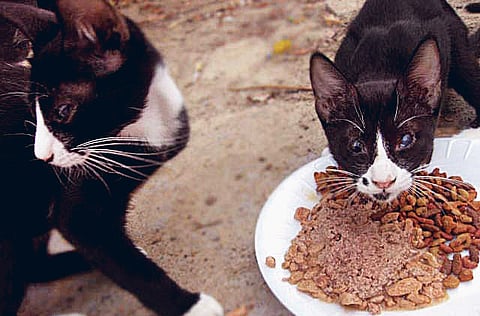 Montserrat Martin/Gulf News Reader