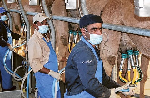 Arno Maierubrugger/Gulf News