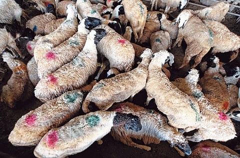 Prices of goats and sheep tend to increase as Muslims prepare to sacrifice animals during Eid Al Adha.