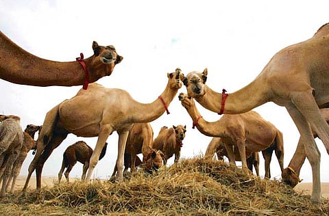 Gulf News Archive/Pankaj Sharma