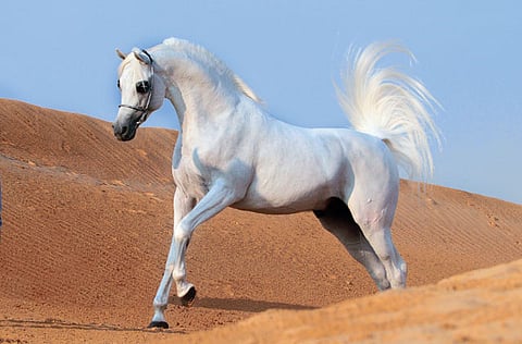 Picture Courtesy Ajman Stud