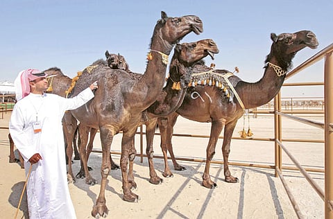 File photo of a judge with some of the winning camels in the Majahim (blackskinned) category during the beauty competition at a past edition of Al Dhafrah Festival