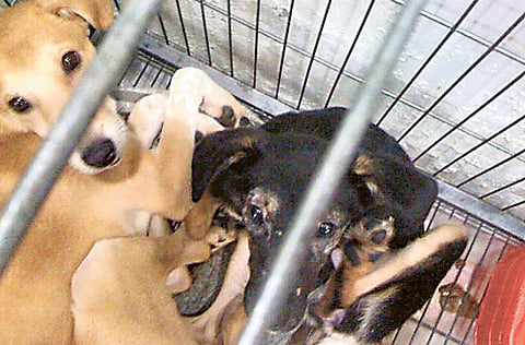 Debbie L./Gulf News Reader