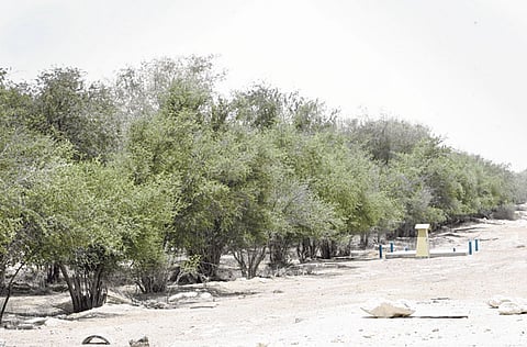 Virendra saklani/Gulf News archive