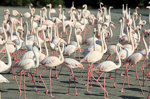 Megan Hirons Mahon/Gulf News