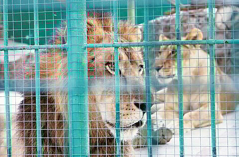 Ahmed Ramzan/Gulf News