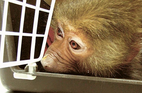 Montserrat Martin/Gulf News Reader