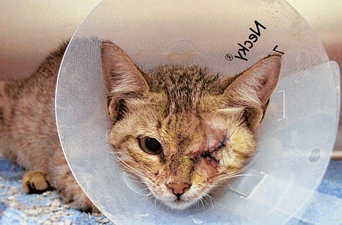 By Montserrat Martin