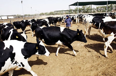 Middle East’s first biogas facility now operational at Al Rawabi.